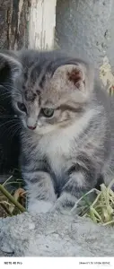 Кошкины детки