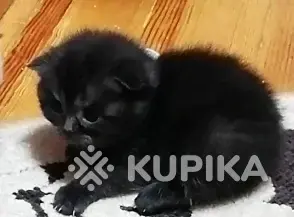 Котята шотландские