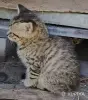 Кошкины детки - Городея - 261304 - Доска объявлений Kupika.by - Фото 4