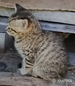 Кошкины детки