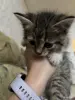Котята - Вся Беларусь - 260923 - Доска объявлений Kupika.by