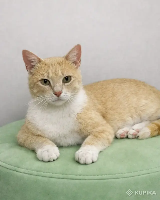 Кошки - Кошечка ищет дом - Вся Беларусь Кошечка ищет дом - Вся Беларусь - 260898 - Доска объявлений Kupika.by