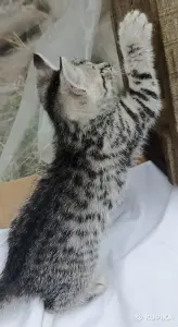 Кошкины детки