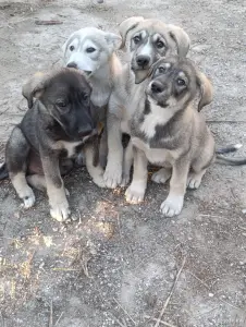 Щенки