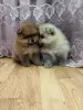 Собаки - Щенки померанского шпица. - Вся Беларусь - Фото 4 Щенки померанского шпица. - Вся Беларусь - 262499 - Доска объявлений Kupika.by - Фото 4