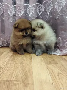Щенки померанского шпица.