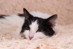 Интеллигентный котик Бельчонок в дар