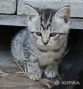 Кошкины детки