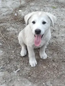 Щенки