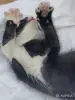 Кошки - Счастье в дом. котенок - Вся Беларусь - Фото 3 Счастье в дом. котенок - Вся Беларусь - 261305 - Доска объявлений Kupika.by - Фото 3