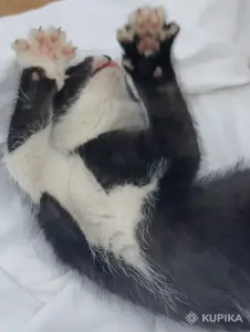 Кошкины детки
