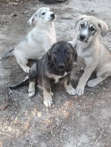 Щенки