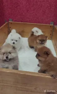 Щенки померанский шпиц