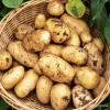 Картофель с доставкой Минск 40 кг | korneplod.by - Вся Беларусь - 262793 - Доска объявлений Kupika.by - Фото 4
