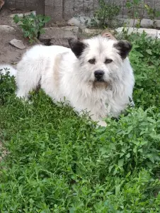 Собака