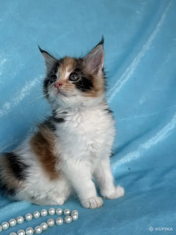 Кошки - Мейн-кун котята - Вся Беларусь - Фото 6 Мейн-кун котята - Вся Беларусь - 262554 - Доска объявлений Kupika.by - Фото 6