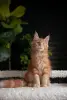 Кошки - Чистокровная девочка МЕЙН-КУН. - Вся Беларусь - Фото 5 Чистокровная девочка МЕЙН-КУН. - Вся Беларусь - 262689 - Доска объявлений Kupika.by - Фото 5