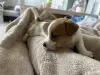 Щенки Джек Рассел терьер - Вся Беларусь - 262210 - Доска объявлений Kupika.by - Фото 4