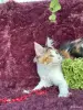Мейн-кун девочка - Вся Беларусь - 262457 - Доска объявлений Kupika.by - Фото 2