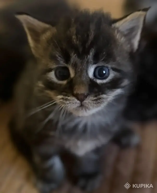 Котята-мейнкун - Вся Беларусь - 261034 - Доска объявлений Kupika.by - Фото 6