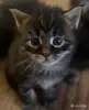 Котята-мейнкун - Вся Беларусь - 261034 - Доска объявлений Kupika.by - Фото 6