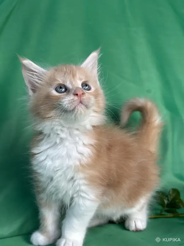 Кошки - Мейн-куны котята - Вся Беларусь - Фото 12 Мейн-куны котята - Вся Беларусь - 262506 - Доска объявлений Kupika.by - Фото 12