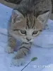 Кошкины детки - Городея - 261306 - Доска объявлений Kupika.by - Фото 5