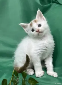 Мейн-кун котята