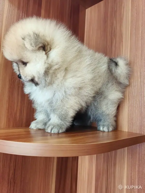 Мальчик померанского шпица - Вся Беларусь - 262367 - Доска объявлений Kupika.by - Фото 2