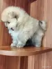 Мальчик померанского шпица - Вся Беларусь - 262367 - Доска объявлений Kupika.by - Фото 2