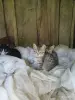 Кошки - Очень нужна помощь в спасение котят. Передержка или дом! Котята в дар! Лесной, черный окрас! СОС! - Вся Беларусь - Фото 2 Очень нужна помощь в спасение котят. Передержка или дом! Котята в дар! Лесной, черный окрас! СОС! - Вся Беларусь - 263000 - Доска объявлений Kupika.by - Фото 2