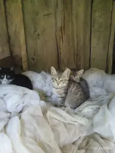 Очень нужна помощь в спасение котят. Передержка или дом! Котята в дар! Лесной, черный окрас! СОС!