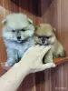 Собаки - Щенки померанского шпица - Вся Беларусь Щенки померанского шпица - Вся Беларусь - 261898 - Доска объявлений Kupika.by