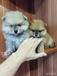 Щенки померанского шпица