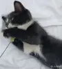 Кошки - Счастье в дом. котенок - Вся Беларусь - Фото 4 Счастье в дом. котенок - Вся Беларусь - 261305 - Доска объявлений Kupika.by - Фото 4