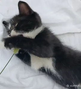 Кошкины детки
