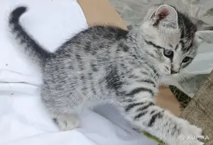 Кошкины детки