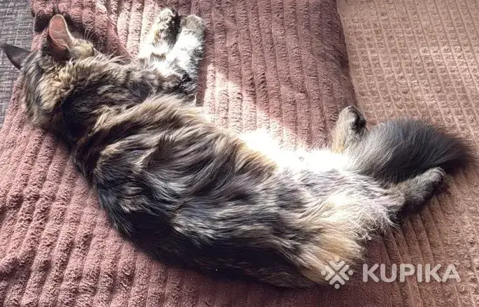Котята-мейнкун - Вся Беларусь - 261034 - Доска объявлений Kupika.by - Фото 9