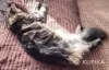 Котята-мейнкун - Вся Беларусь - 261034 - Доска объявлений Kupika.by - Фото 9
