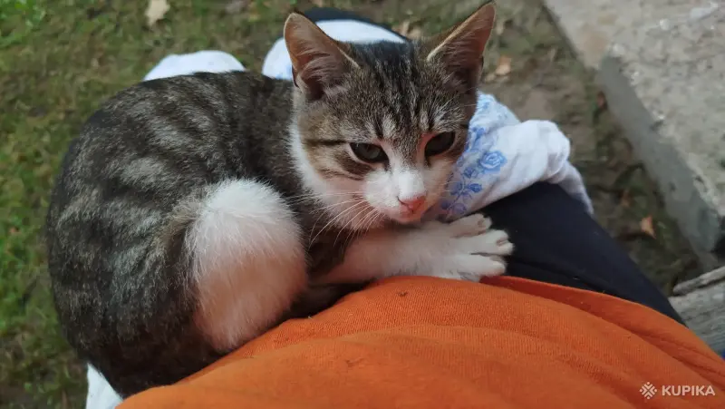 Котята