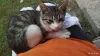 Котята - Вся Беларусь - 263605 - Доска объявлений Kupika.by