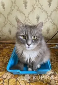 Нужна помощь! Коты ищут дом или передержку! Сос