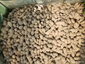 Картофель Розовый дар , Фиолетовая удача, Голубой дунай