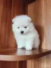 Мальчик померанского шпица - Вся Беларусь - 262069 - Доска объявлений Kupika.by - Фото 5