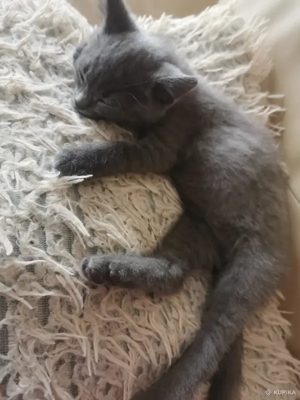 Кошки - Котята в дар - Вся Беларусь - Фото 6 Котята в дар - Вся Беларусь - 263628 - Доска объявлений Kupika.by - Фото 6