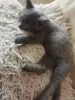 Кошки - Котята в дар - Вся Беларусь - Фото 6 Котята в дар - Вся Беларусь - 263628 - Доска объявлений Kupika.by - Фото 6