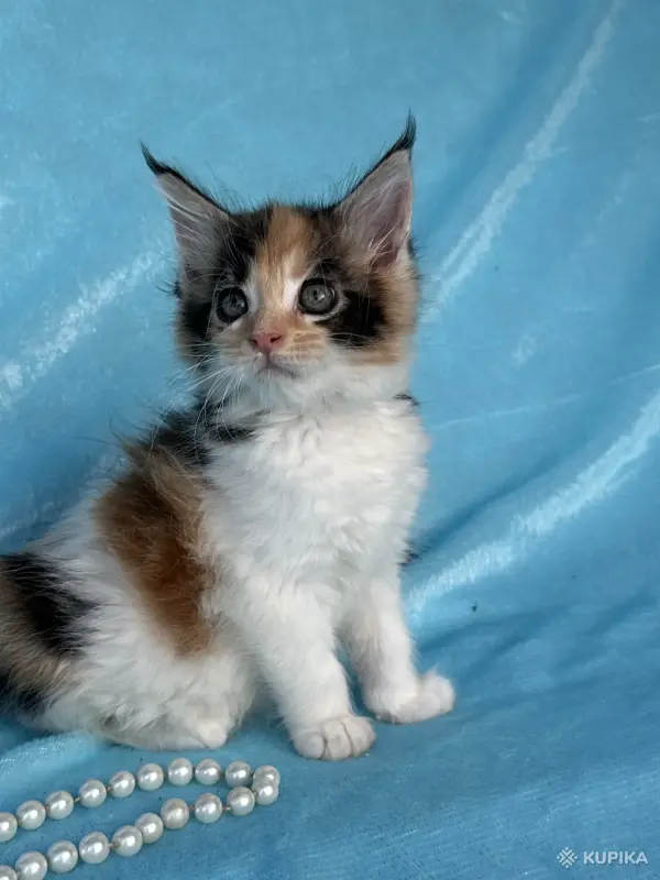 Кошки - Мейн-кун котята - Вся Беларусь - Фото 7 Мейн-кун котята - Вся Беларусь - 262554 - Доска объявлений Kupika.by - Фото 7