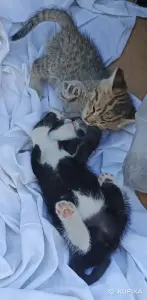 Кошкины детки