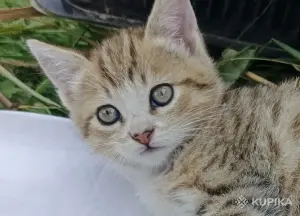 Кошкины детки