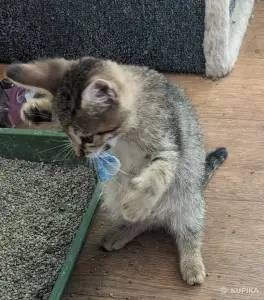 котенок